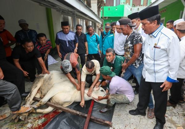 Musa Rajekshah Ikut Sembelih Hewan Kurban Kemenag Kota Medan